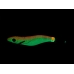 LEMAR BEAST ORG 2.5 ( ORANGE - LARANJA ) (BSTORG) ( PRÉ VENDA - DISPONIVEL 11 SETEMBRO 2026 )
